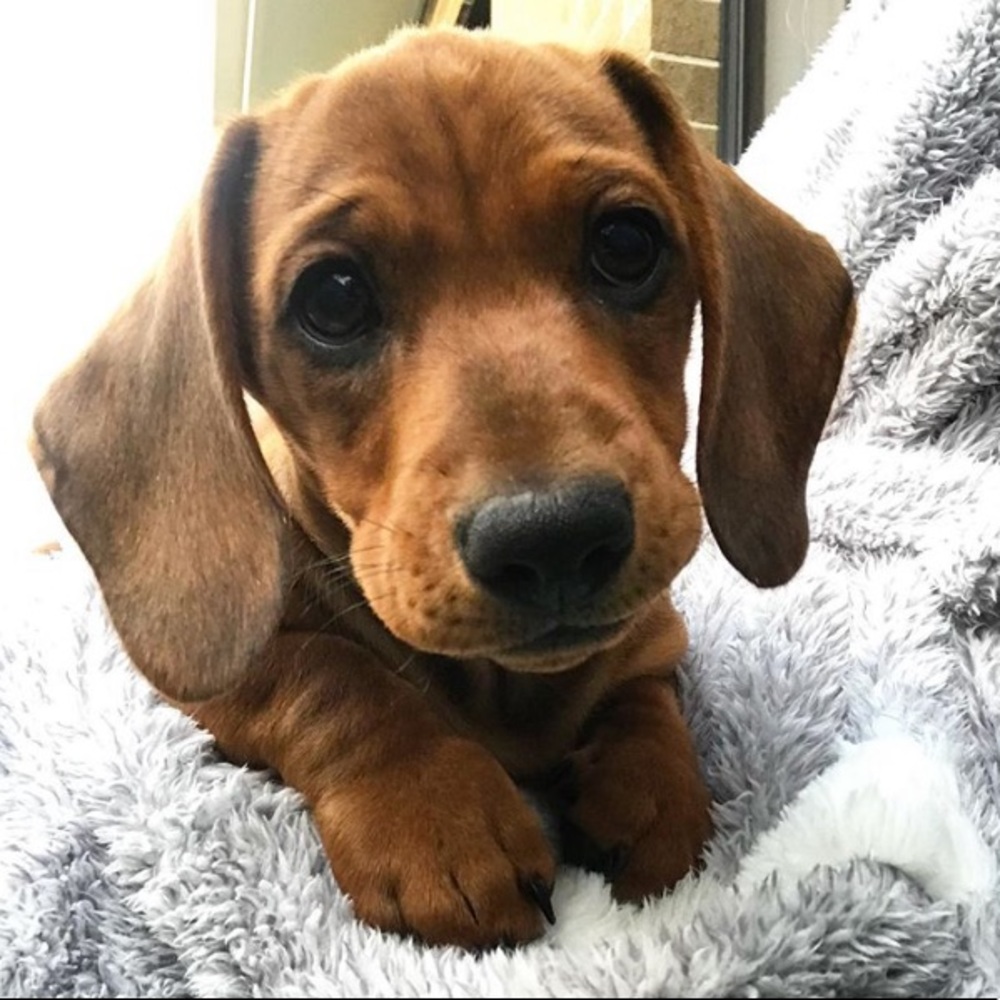 Meet your Posher, Mooney